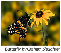 DNR Photo Contest Winner - Butterfly by Graham Slaughter.