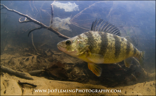 A Lot Of Fish Hanging Perch Caught By Angler Fish Stringer On The